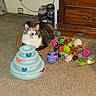 Fish joined the competition — help win amazing prizes! cat, toy, carpet, cardboard, ball, furniture, drawer, indoor, pet, plaything, colorful, multi_level, reflection, animal, domestic, fluffy, resting, carpeted_floor, container, miscellaneous
