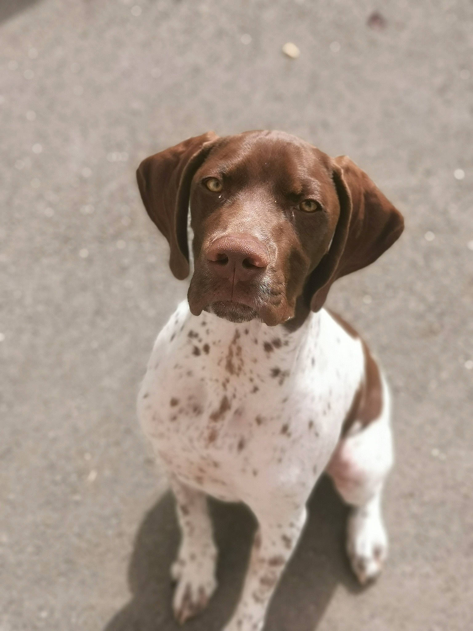 Snoopy participe au concours pour gagner de l'argent avec cette photo : braque_francais, canidae, carnivore, collar, companion_dog, dog, dog_breed, dog_collar, fawn, german_shorthaired_pointer, hunting_dog, liver, non_sporting_group, snout, sporting_group, terrestrial_animal, toy, whiskers, working_animal