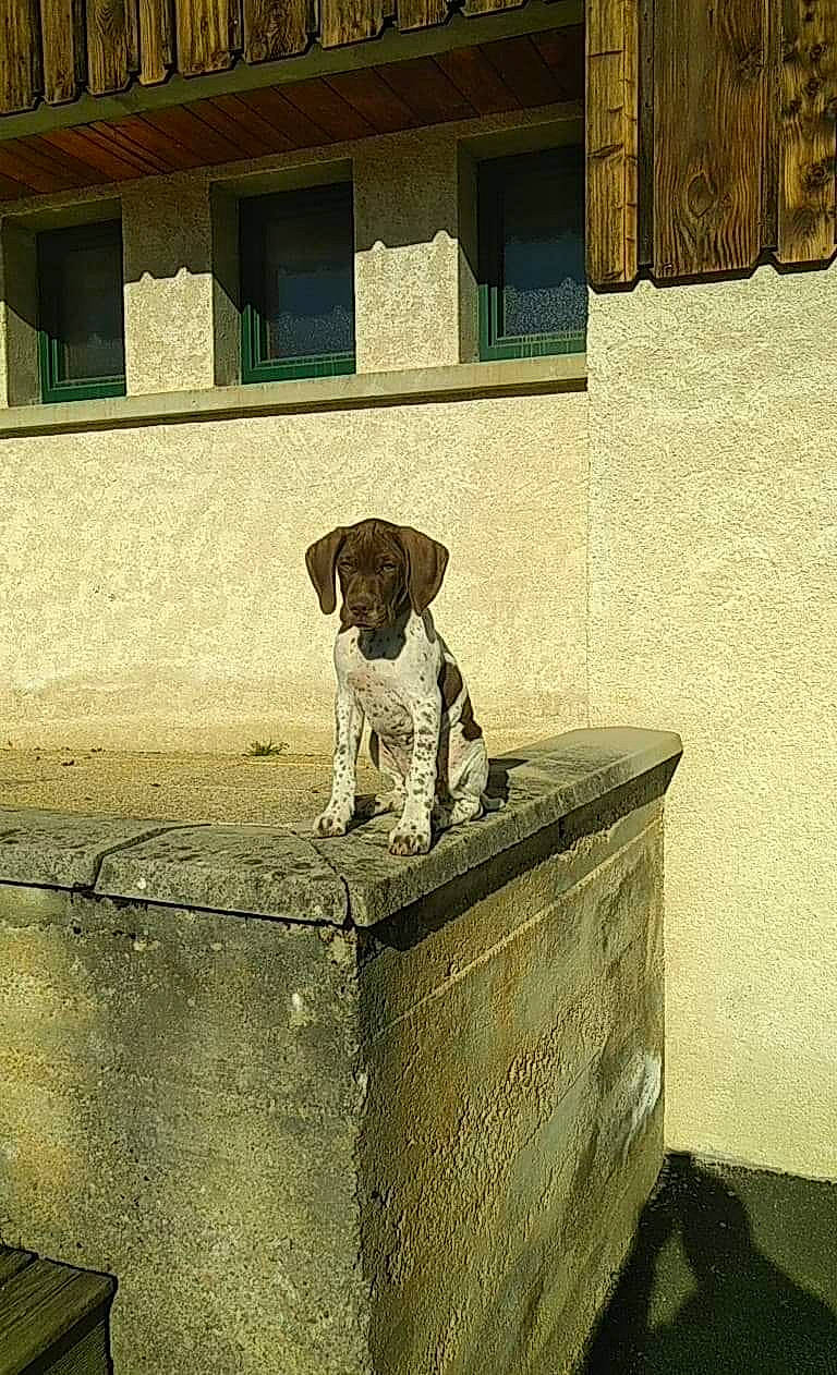 Snoopy a rejoint le concours — aidez-le/la à gagner de superbes lots ! art, building, canidae, carnivore, companion_dog, dog, dog_breed, fawn, gun_dog, painting, pet_supply, rectangle, snout, sporting_group, tints_and_shades, wall, waste_containment, window, wood, working_animal