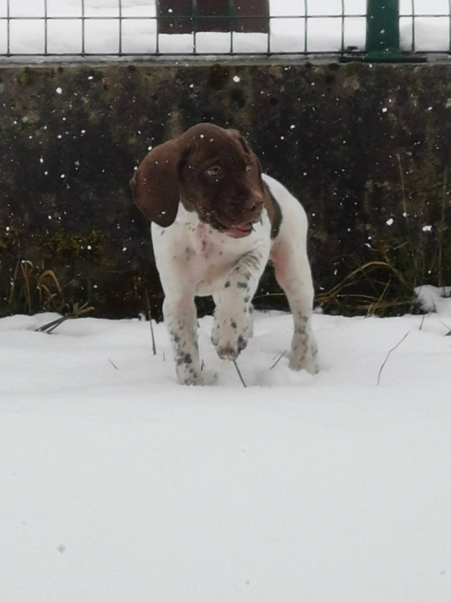 Snoopy a rejoint le concours — aidez-le/la à gagner de superbes lots ! canidae, carnivore, companion_dog, dog, dog_breed, event, fawn, freezing, fur, gun_dog, liver, pet_supply, precipitation, snout, snow, sporting_group, tail, window, winter, working_animal