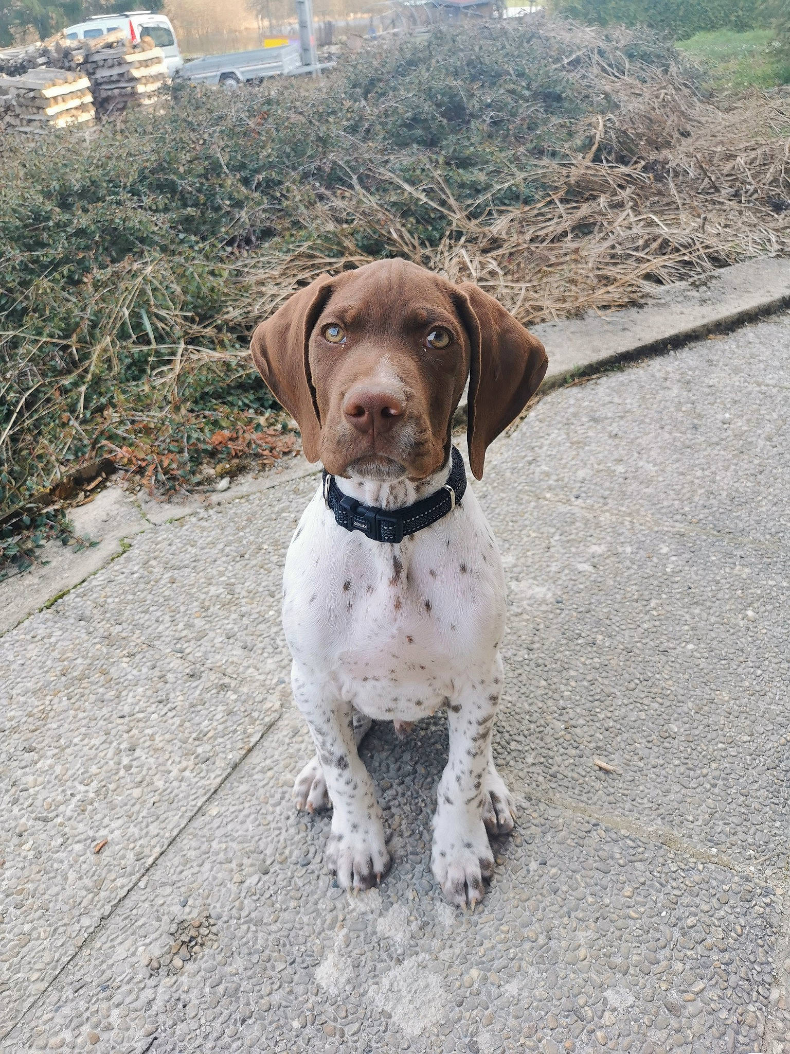 Snoopy participe au concours pour gagner de l'argent avec cette photo : asphalt, braque_francais, canidae, carnivore, collar, companion_dog, dog, dog_breed, dog_collar, fawn, gun_dog, hunting_dog, leash, liver, pet_supply, plant, road_surface, snout, sporting_group, working_animal
