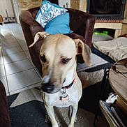 Chance a rejoint le concours — aidez-le/la à gagner de superbes lots ! dog, indoor, furniture, rug, fireplace, pillow, brown, collar, pet_tag, tile_floor, table, blanket, living_room, canine, curious, seat, home, decor, couch, person