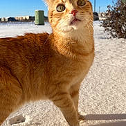 Morris joined the competition — help win amazing prizes! cat, orange_tabby, snow, outdoor, daylight, blue_sky, animal, pet, whiskers, fur, curious, winter, nature, mammal, walking, close_up, sunlight, shadow, portrait, cute