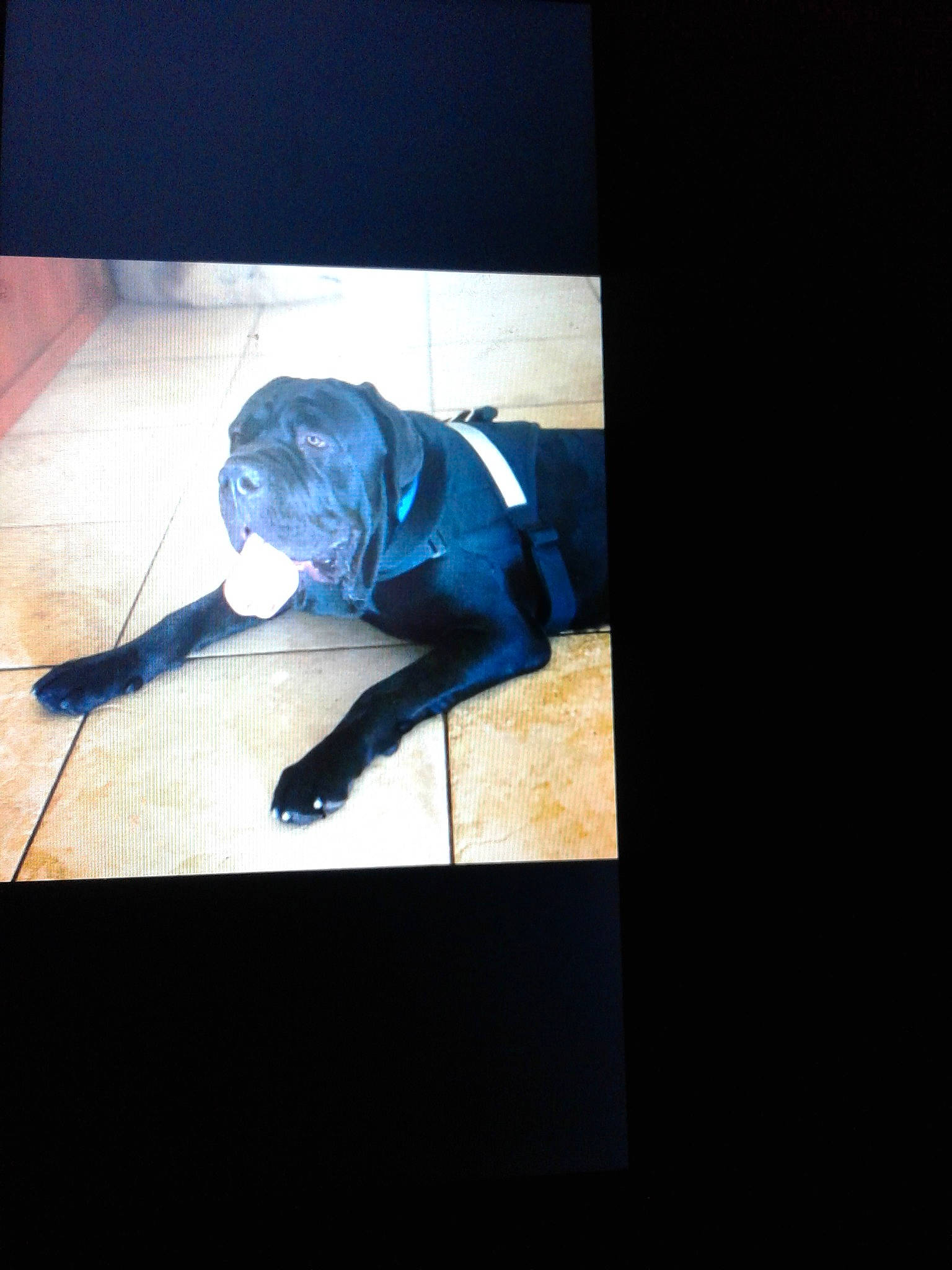 Enzo is registered to the contest to win money with this photo: american_pit_bull_terrier, bulldog, canidae, carnivore, dog, dog_breed, floor, guard_dog, labrador_retriever, non_sporting_group, pit_bull, sporting_group, square