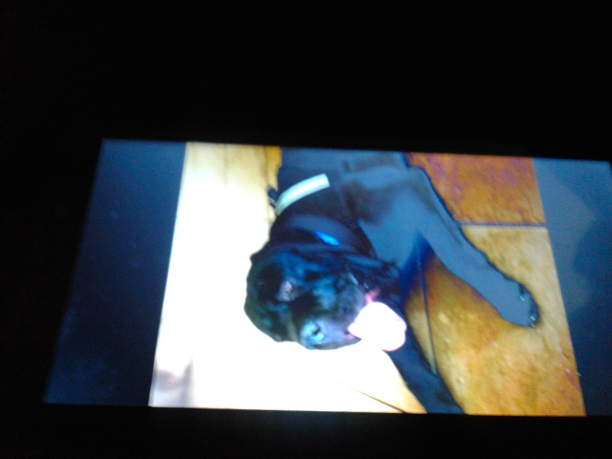 Enzo is registered to the contest to win money with this photo: black, blue, canidae, carnivore, electric_blue, guard_dog, space, sporting_group