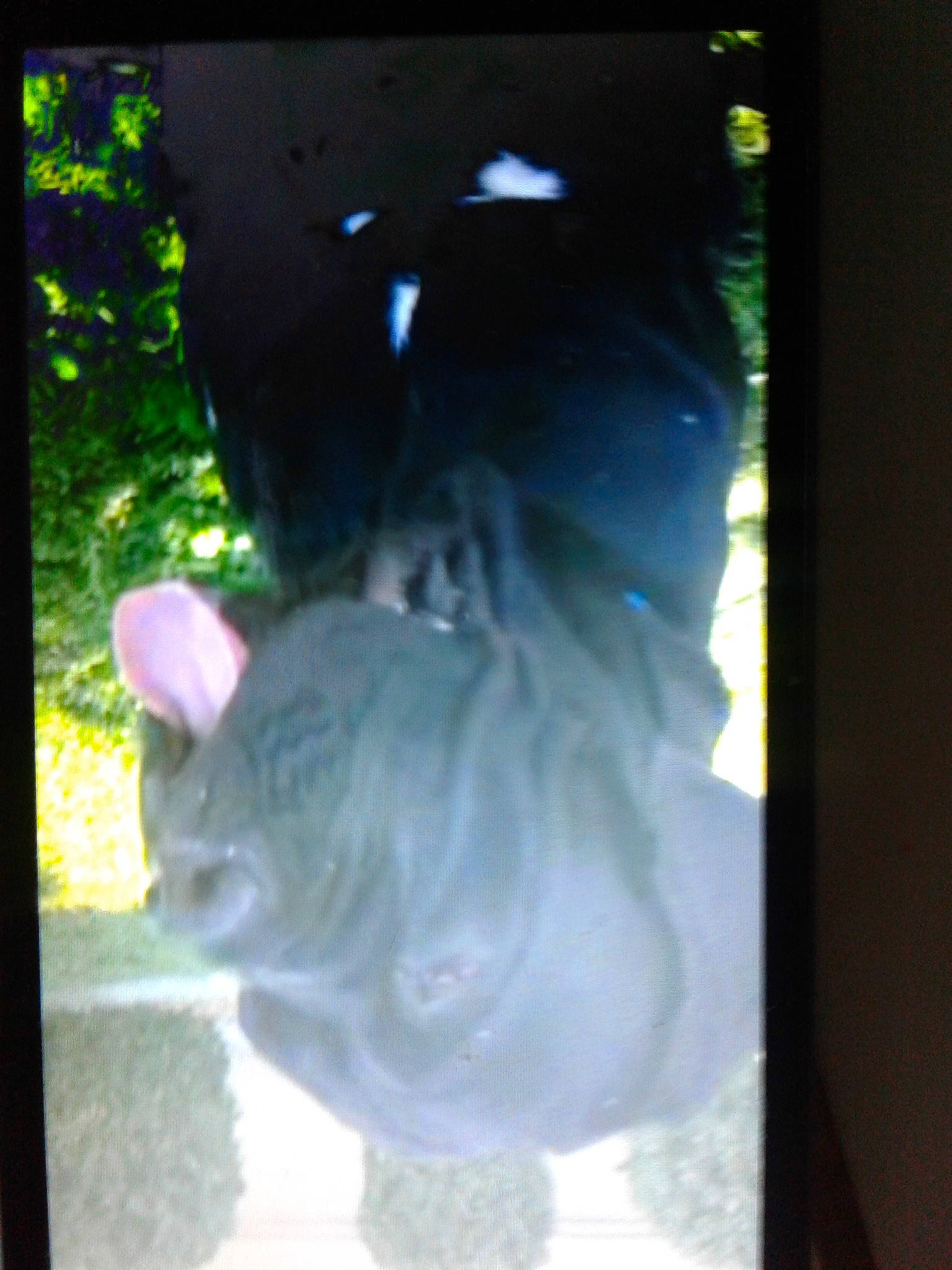 Enzo joined the competition — help win amazing prizes! cat, ear, fawn, photography, tail, tree