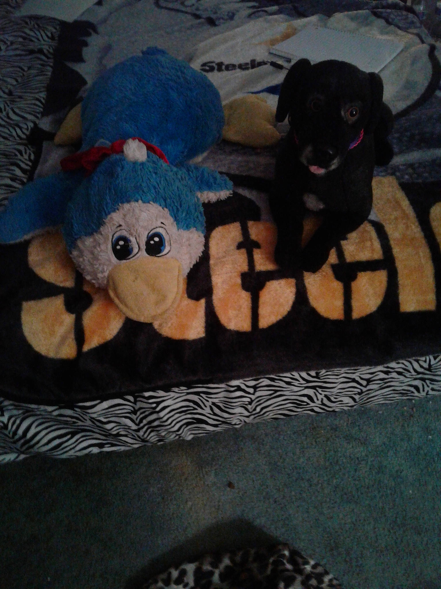 Nintendo is registered to the contest to win money with this photo: canidae, dog, dog_breed, sporting_group