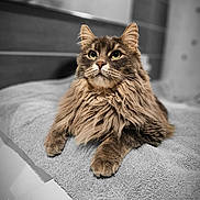 Berlioz a rejoint le concours — aidez-le/la à gagner de superbes lots ! cat, feline, pet, long_hair, fluffy, green_eyes, whiskers, paws, fur, portrait, closeup, towel, bed, indoor, cozy, blurred_background, cute, muzzle, ears, relaxed