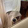 Bruin joined the competition — help win amazing prizes! dog, pet, indoor, curtain, smiling, playful, hide_and_seek, nose, fur, wood_floor, table, fabric, light, shadow, home, cozy, animal, cute, covering, expression