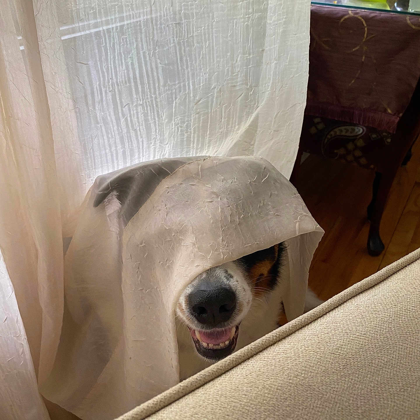 Bruin joined the competition — help win amazing prizes! animal, covering, cozy, curtain, cute, dog, expression, fabric, fur, hide_and_seek, home, indoor, light, nose, pet, playful, shadow, smiling, table, wood_floor