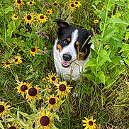 Bruin joined the competition — help win amazing prizes! dog, wildflowers, yellow_flowers, greenery, outdoor, nature, grass, plants, pet, animal, tricolor_dog, smiling, happy, summer, field, flora, canine, leaf, sunlight, meadow