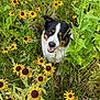 dog, wildflowers, yellow_flowers, greenery, outdoor, nature, grass, plants, pet, animal, tricolor_dog, smiling, happy, summer, field, flora, canine, leaf, sunlight, meadow