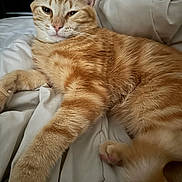 Michi participe au concours pour gagner de l'argent avec cette photo : cat, tabby, orange_cat, pet, animal, feline, bed, blanket, sleepy, relaxed, paw, fur, whiskers, indoor, cute, domestic_animal, resting, closeup, mammal, comfort