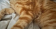 Michi participe au concours pour gagner de l'argent avec cette photo : animal, bed, blanket, cat, closeup, comfort, cute, domestic_animal, feline, fur, indoor, mammal, orange_cat, paw, pet, relaxed, resting, sleepy, tabby, whiskers
