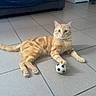 Michi participe au concours pour gagner de l'argent avec cette photo : alert, animal, cabinet, cat, couch, cute, domestic, feline, furniture, home, indoor, orange_tabby, paw, pet, playful, relaxed, small_soccer_ball, striped, tile_floor, toy