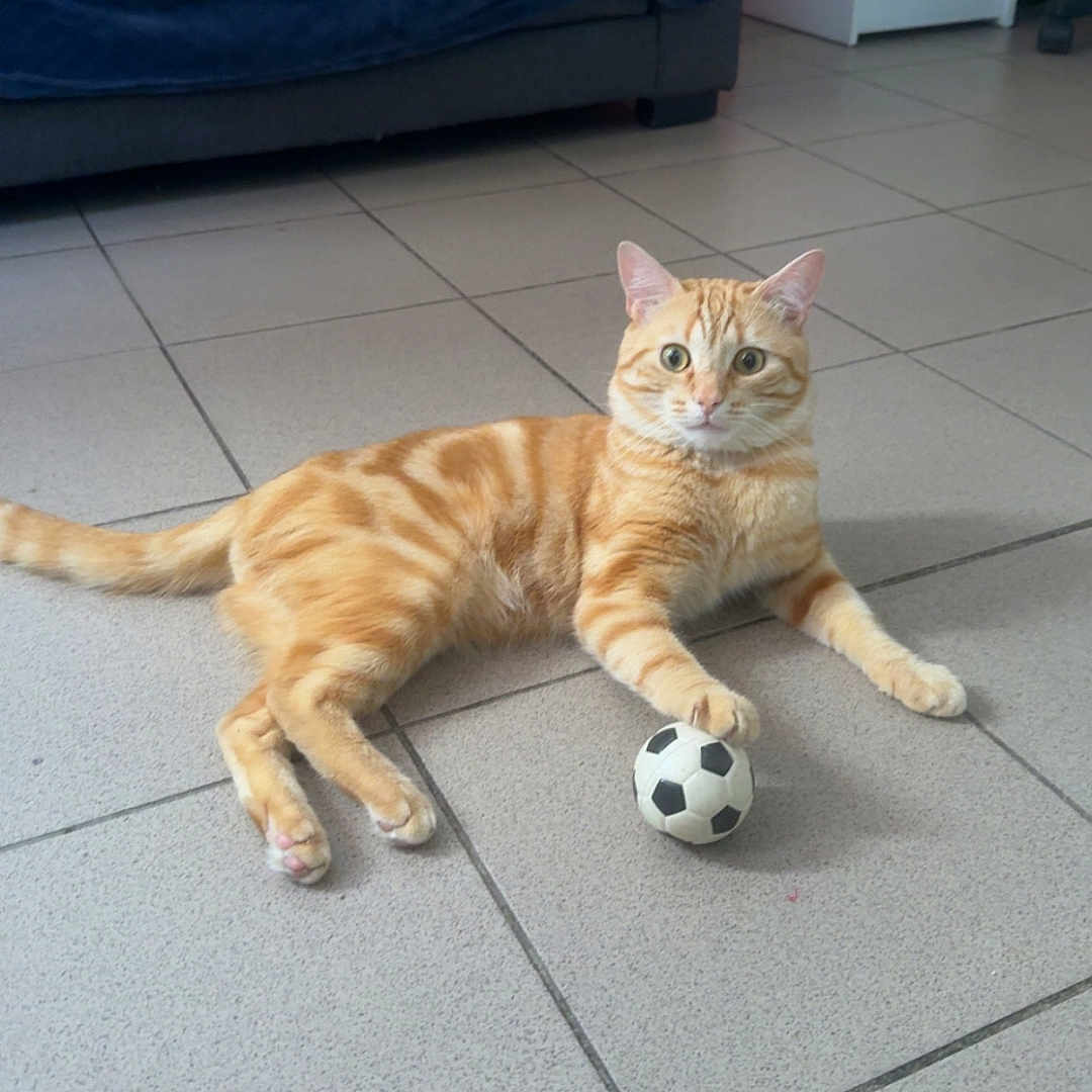 Michi participe au concours pour gagner de l'argent avec cette photo : alert, animal, cabinet, cat, couch, cute, domestic, feline, furniture, home, indoor, orange_tabby, paw, pet, playful, relaxed, small_soccer_ball, striped, tile_floor, toy