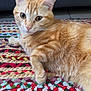 Michi participe au concours pour gagner de l'argent avec cette photo : cat, orange_tabby, pet, animal, indoor, rug, multicolored, woven_rug, feline, fur, whiskers, ears, eyes, relaxed, laying_down, floor, sofa, home, cozy, cute