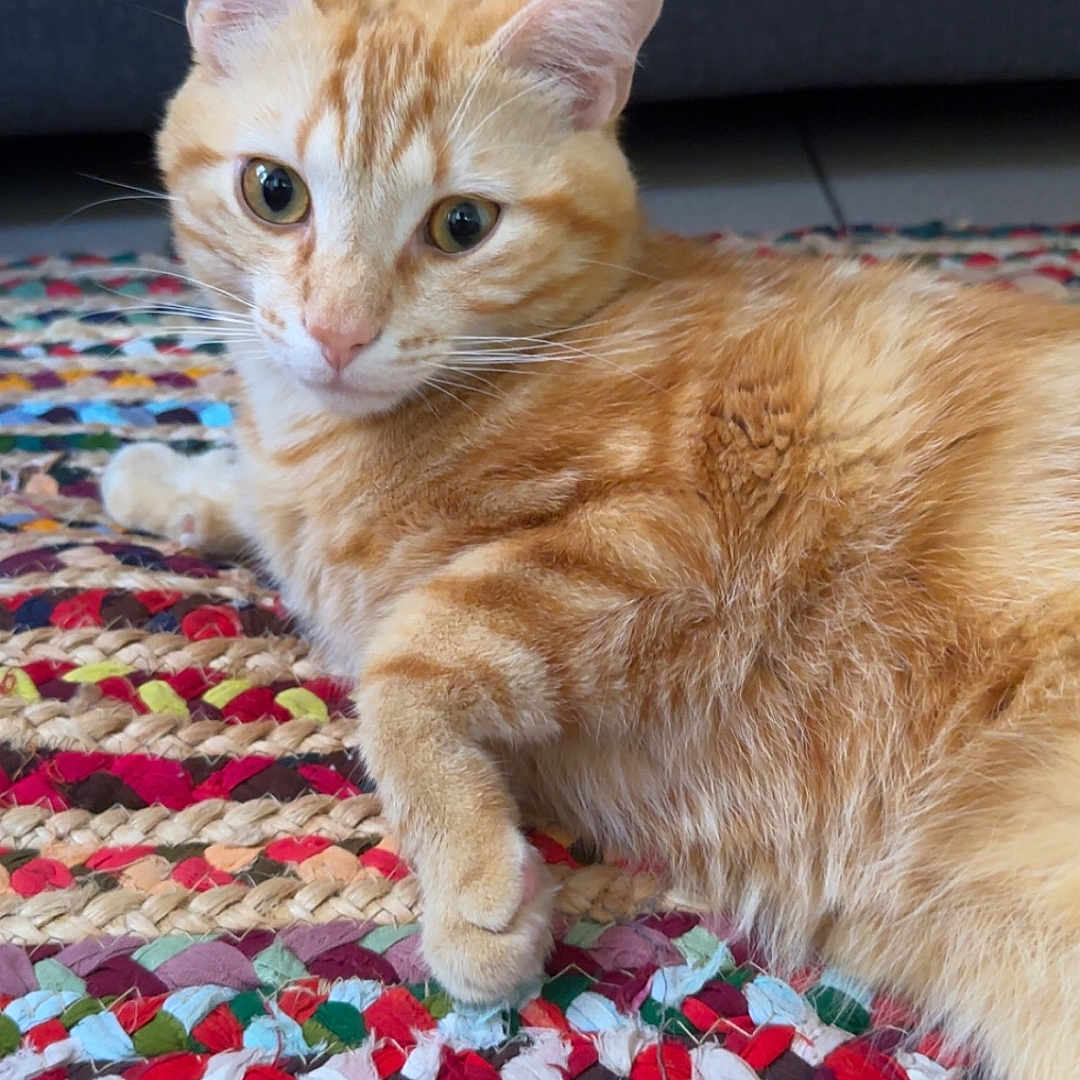 Michi participe au concours pour gagner de l'argent avec cette photo : animal, cat, cozy, cute, ears, eyes, feline, floor, fur, home, indoor, laying_down, multicolored, orange_tabby, pet, relaxed, rug, sofa, whiskers, woven_rug