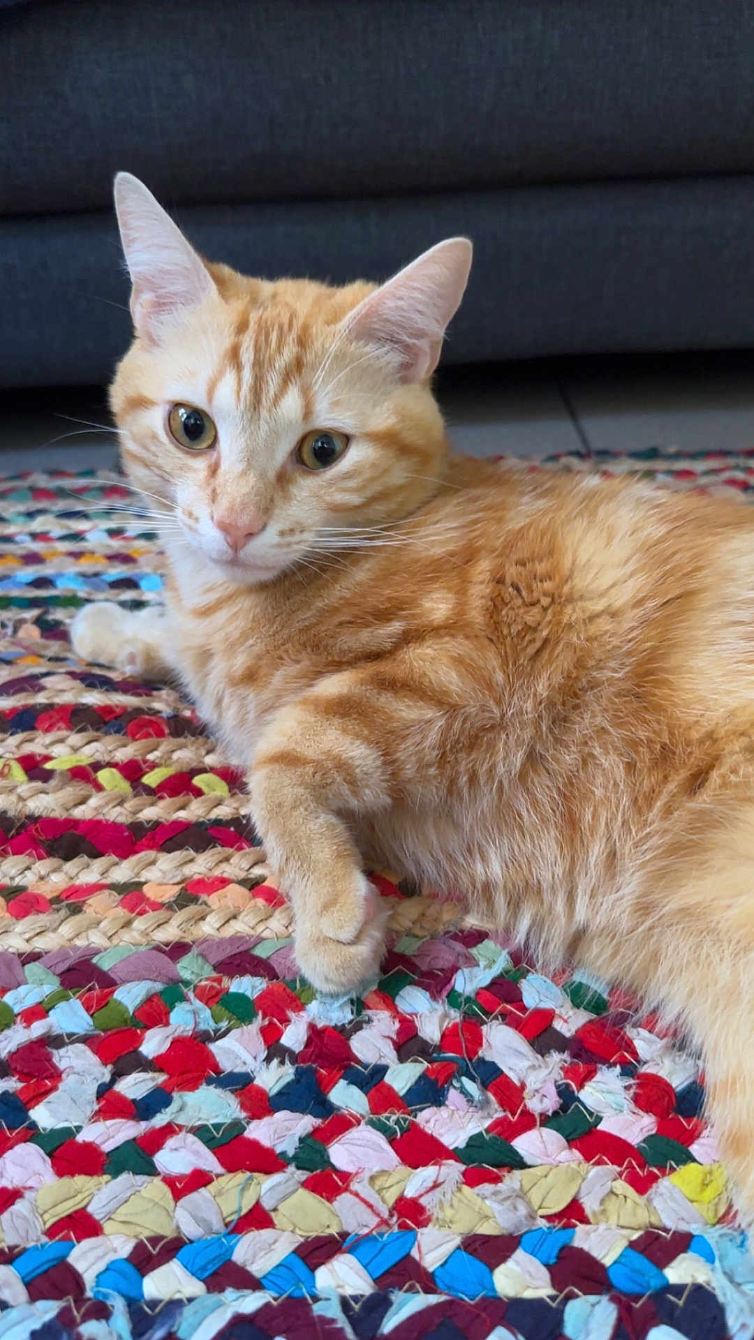 Michi participe au concours pour gagner de l'argent avec cette photo : cat, orange_tabby, pet, animal, indoor, rug, multicolored, woven_rug, feline, fur, whiskers, ears, eyes, relaxed, laying_down, floor, sofa, home, cozy, cute