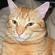 Michi a rejoint le concours — aidez-le/la à gagner de superbes lots ! animal, cat, close_up, cute, domestic_cat, ears, face, feline, fur, indoor, mammal, nose, orange_tabby, pet, portrait, relaxed, resting, sleepy, striped_blanket, whiskers