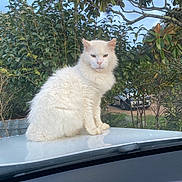 Flocon participe au concours pour gagner de l'argent avec cette photo : white_cat, cat, animal, pet, fluffy, outdoor, car_hood, greenery, bushes, nature, sky, vehicle, feline, fur, sitting, looking, daylight, portrait, mammal, domestic_animal