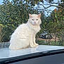 white_cat, cat, animal, pet, fluffy, outdoor, car_hood, greenery, bushes, nature, sky, vehicle, feline, fur, sitting, looking, daylight, portrait, mammal, domestic_animal