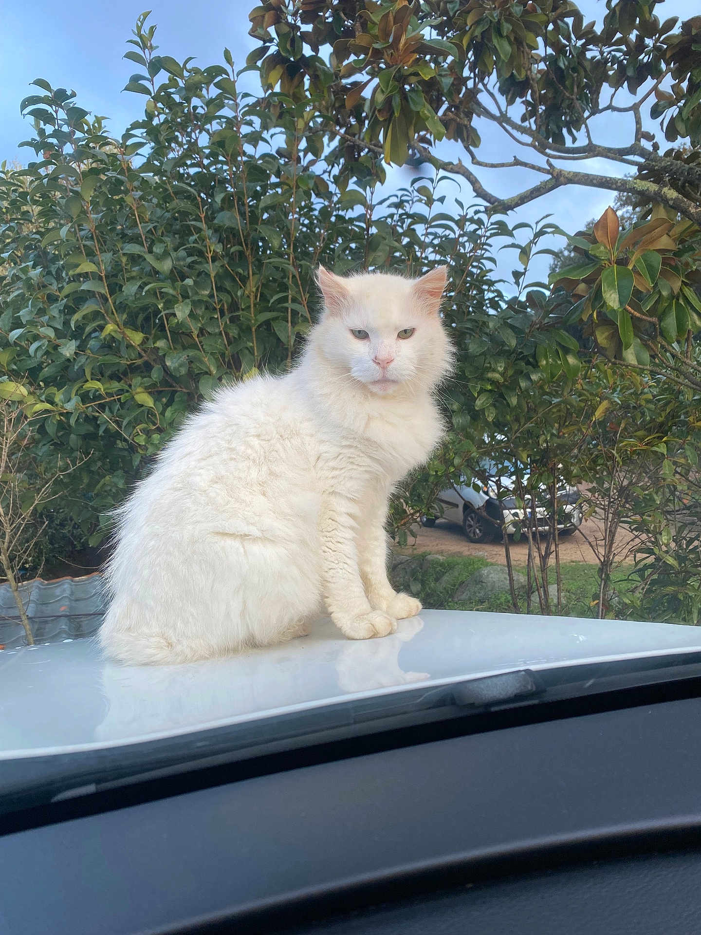 Flocon participe au concours pour gagner de l'argent avec cette photo : white_cat, cat, animal, pet, fluffy, outdoor, car_hood, greenery, bushes, nature, sky, vehicle, feline, fur, sitting, looking, daylight, portrait, mammal, domestic_animal