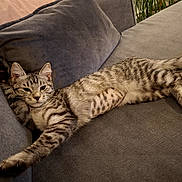 Perle participe au concours pour gagner de l'argent avec cette photo : animal, cat, claws, couch, cozy, domestic, feline, fur, gray, indoor, living_room, pet, pillow, relaxed, resting, stretching, striped, tabby, tail, whiskers