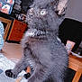 animal, architecture, building, cat, computerhardware, couch, electronics, entertainmentcenter, furniture, hardware, indoors, kitten, livingroom, monitor, person, pet, room, screen, tv, wood