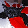 Cookie participe au concours pour gagner de l'argent avec cette photo : abyssinian, animal, bed, bedroom, blackcat, blanket, cat, couch, furniture, head, indoors, kitten, manx, person, pet, quilt, room, towel