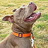 dog, brown_dog, pet, animal, canine, smiling, open_mouth, teeth, tongue, blue_eye, collar, orange_collar, leash, outdoor, grass, park, sunlight, portrait, happy, closeup