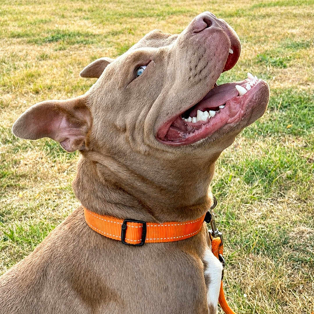 Aimée a rejoint le concours — aidez-le/la à gagner de superbes lots ! dog, brown_dog, pet, animal, canine, smiling, open_mouth, teeth, tongue, blue_eye, collar, orange_collar, leash, outdoor, grass, park, sunlight, portrait, happy, closeup