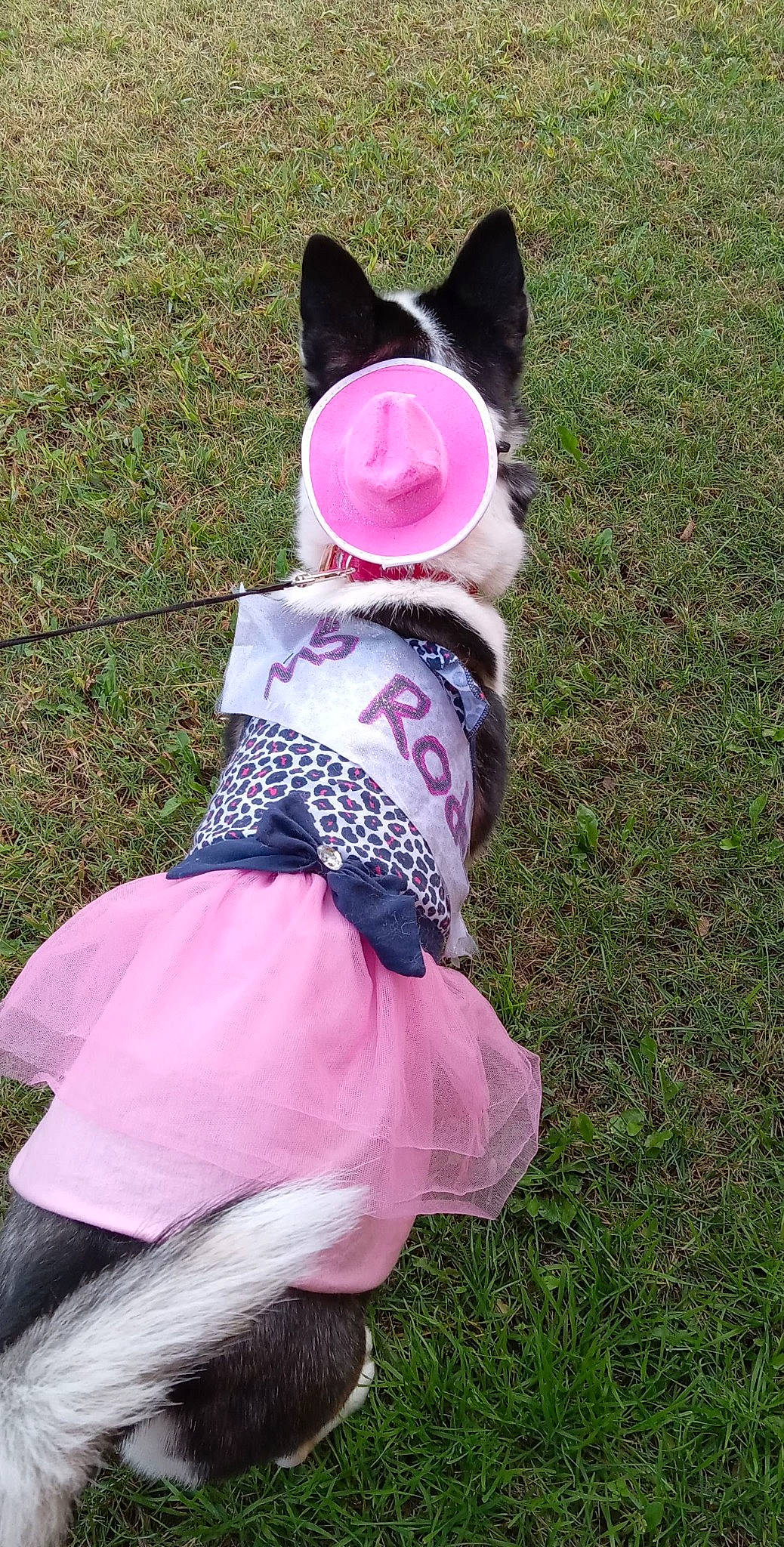 Maya joined the competition — help win amazing prizes! baby_toddler_clothing, ballet_tutu, cap, child, costume, dog_clothes, dress, fashion_accessory, fun, fur, grass, headgear, magenta, pattern, personal_protective_equipment, pink, plant, purple, recreation, toy