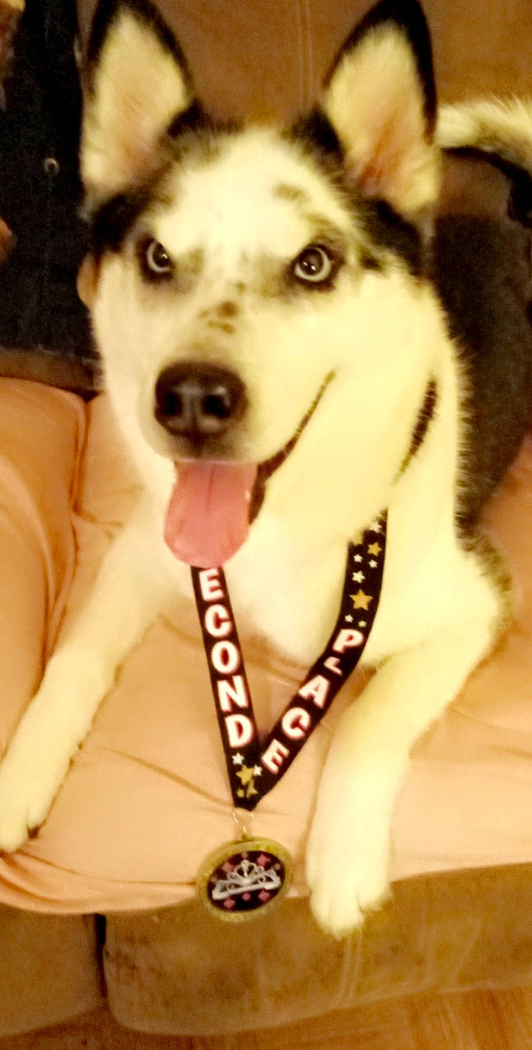 Maya is registered to the contest to win money with this photo: canidae, carnivore, clock, collar, companion_dog, dog, dog_breed, dog_collar, dog_supply, fashion_accessory, fawn, fur, leash, pet_supply, siberian_husky, sled_dog, snout, sporting_group, whiskers, working_animal