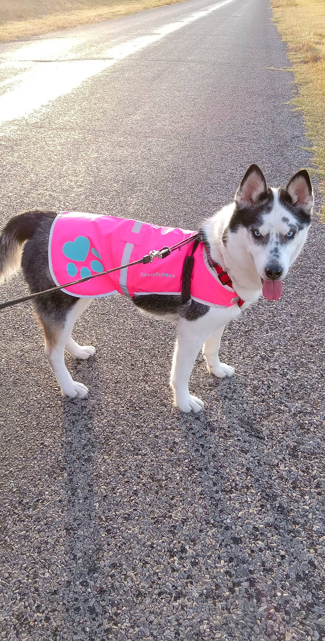Maya is registered to the contest to win money with this photo: canidae, carnivore, collar, companion_dog, dog, dog_breed, dog_clothes, dog_collar, dog_supply, fashion_accessory, fawn, leash, paw, pet_supply, road_surface, snout, sporting_group, tail, working_animal, working_dog