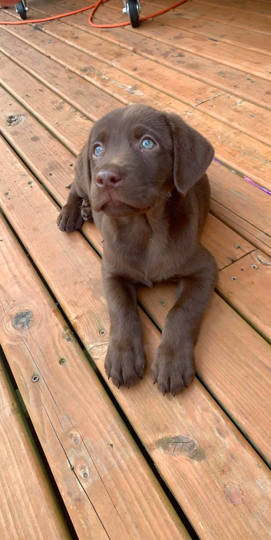 Tucker joined the competition — help win amazing prizes! beagador, canidae, carnivore, chesapeake_bay_retriever, dog, dog_breed, fawn, gun_dog, hunting_dog, labrador_retriever, liver, mammal, pointing_breed, puppy, retriever, slovakian_rough_haired_pointer, snout, sporting_group, vertebrate, weimaraner