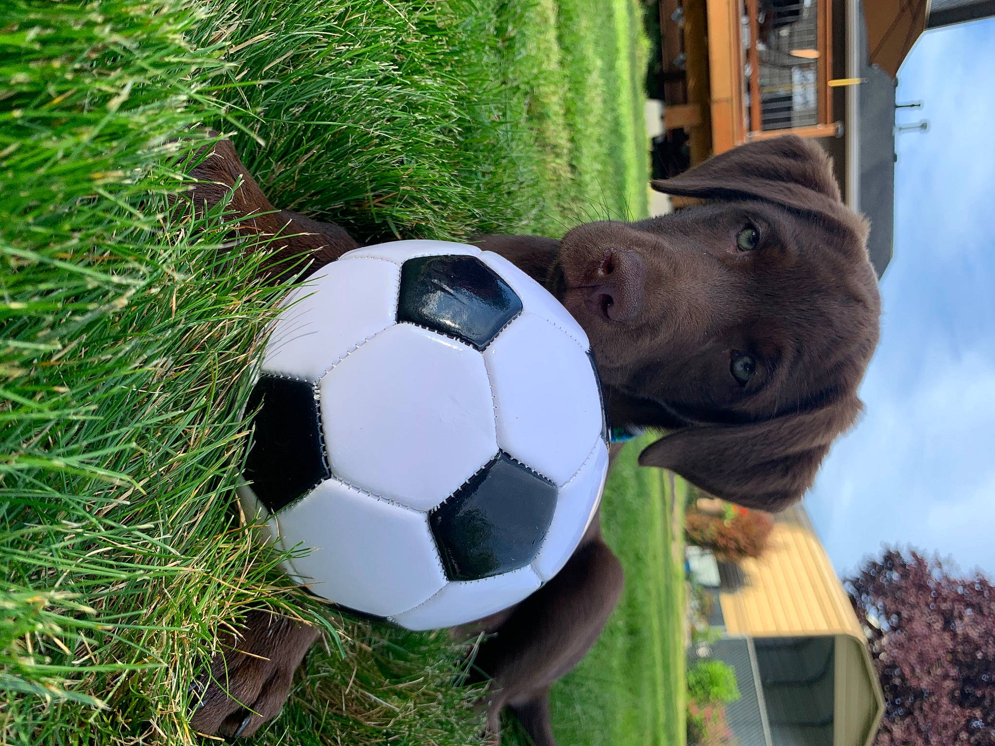 Tucker joined the competition — help win amazing prizes! ball, football, grass, pallone, soccer, soccer_ball, sports_equipment