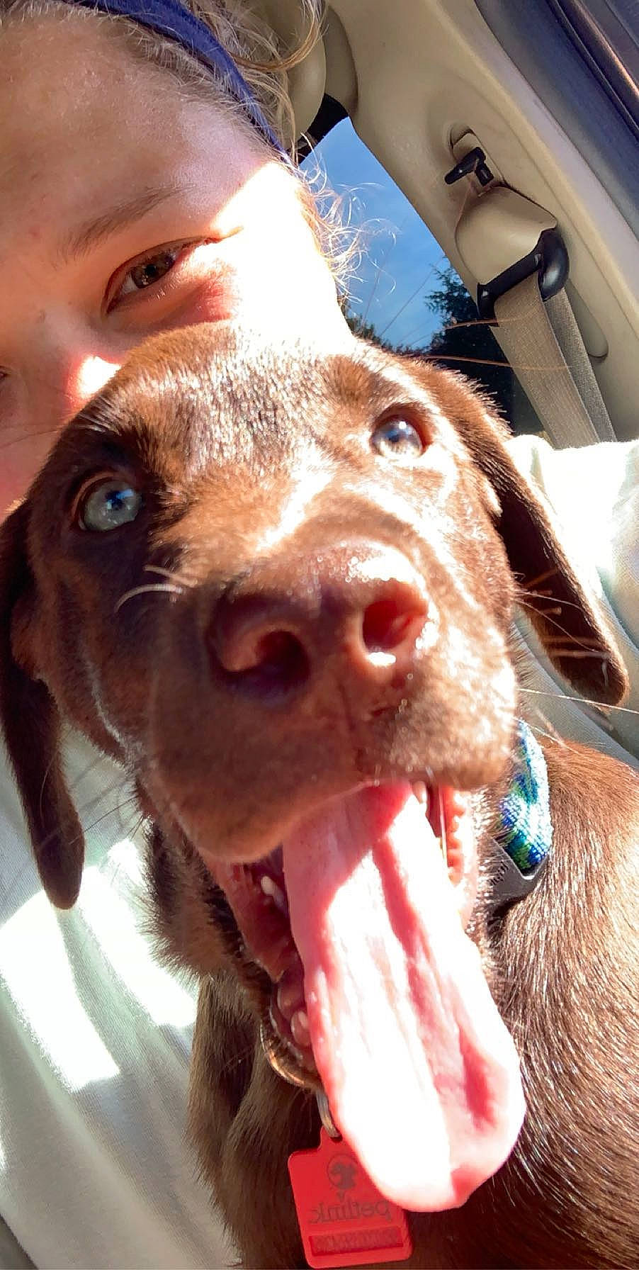 Tucker joined the competition — help win amazing prizes! canidae, carnivore, dog, dog_breed, ear, eye, german_shorthaired_pointer, head, jaw, mammal, mouth, nose, organ, pointer, pointing_breed, selfie, snout, sporting_group, vizsla, weimaraner