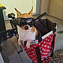 Pit participe au concours pour gagner de l'argent avec cette photo : dog, chihuahua, pet, goggles, sunglasses, bicycle, bike_basket, polka_dot, red, handlebars, paws, small_dog, portrait, concrete, garage_door, reflection, cute, sitting, outdoor, accessory