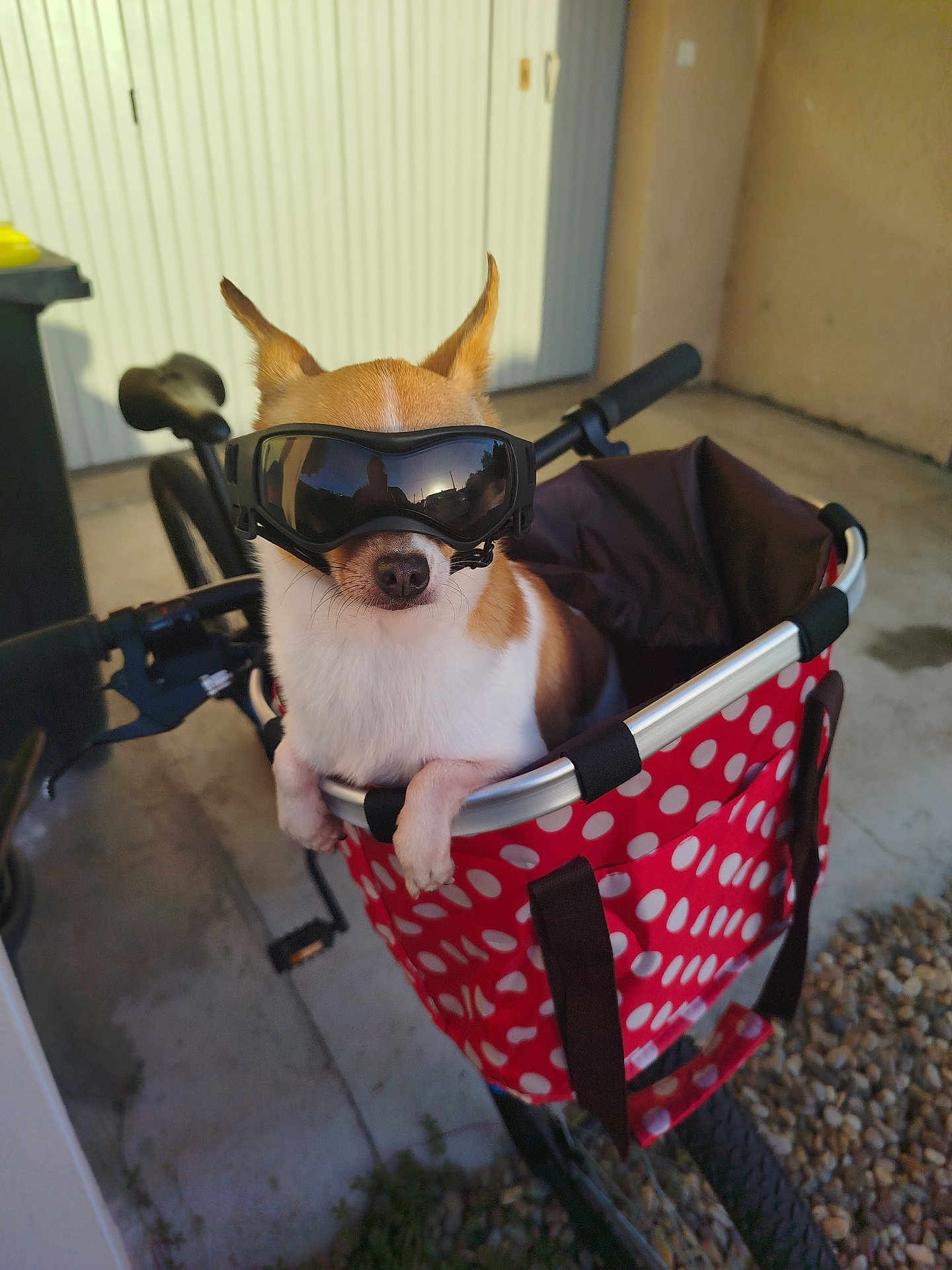 Pit participe au concours pour gagner de l'argent avec cette photo : dog, chihuahua, pet, goggles, sunglasses, bicycle, bike_basket, polka_dot, red, handlebars, paws, small_dog, portrait, concrete, garage_door, reflection, cute, sitting, outdoor, accessory