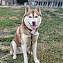 dog, husky, sitting, outdoor, grass, tongue_out, pet, chain, collar, animal, canine, fur, happy, leash, nature, eyes, muzzle, ears, background, blur