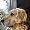 animal, calm, canine, collar, dog, domestic_animal, ears, fur, golden_retriever, houseplant, indoor, looking_out, natural_light, nose, pet, portrait, quiet, side_view, whiskers, window