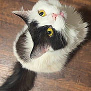 Mushka is registered to the contest to win money with this photo: animal, black_and_white, cat, close_up, curious, cute, domestic_cat, ears, feline, fluffy, fur, indoor, looking_up, pet, playful, portrait, tail, whiskers, wooden_floor, yellow_eyes