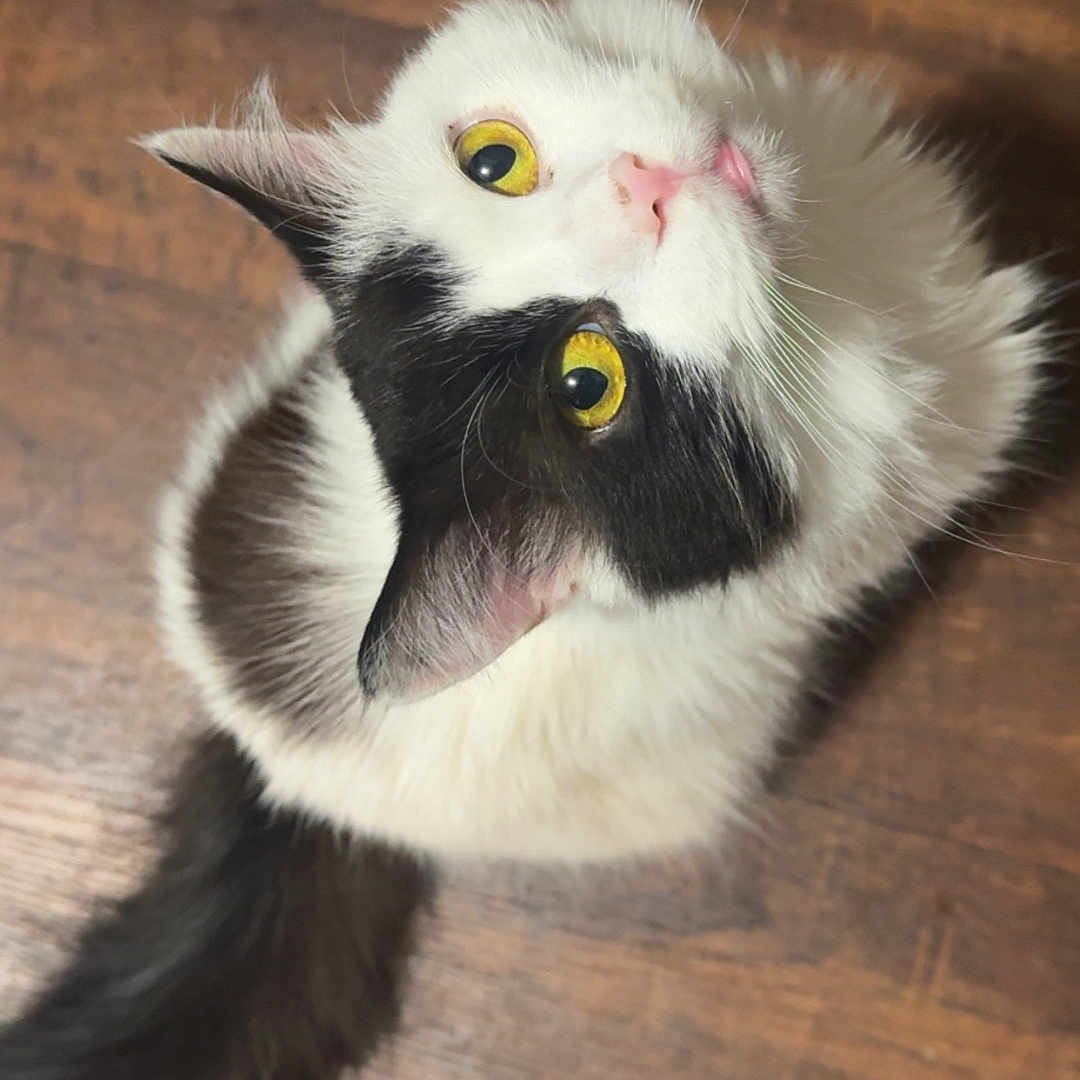 Mushka