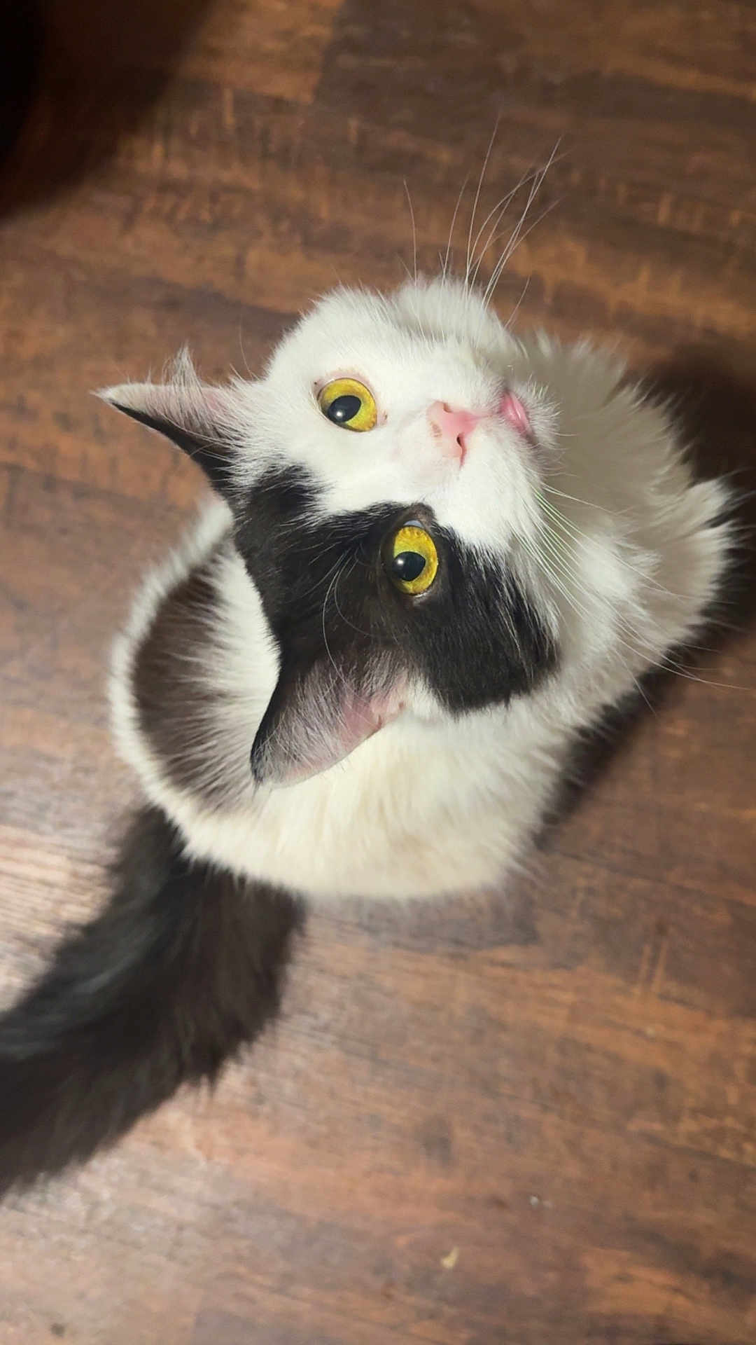 Mushka
