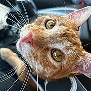 Timothy is registered to the contest to win money with this photo: animal, animal_face, car_interior, cat, close_up, curious, cute, domestic, ears, feline, fur, indoor, nose, orange_tabby, pet, portrait, seat, seatbelt, whiskers, yellow_eyes