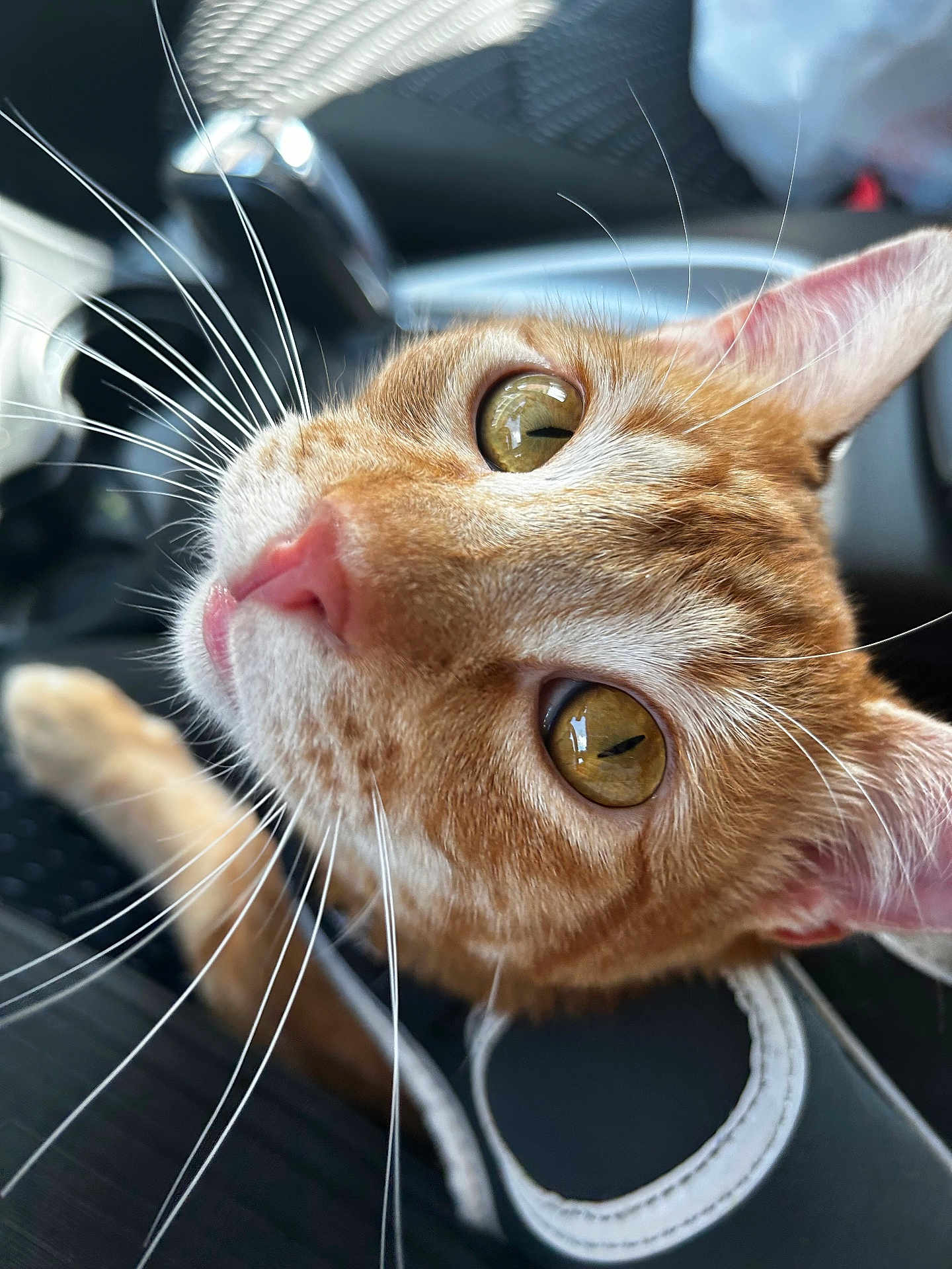 Timothy is registered to the contest to win money with this photo: animal, animal_face, car_interior, cat, close_up, curious, cute, domestic, ears, feline, fur, indoor, nose, orange_tabby, pet, portrait, seat, seatbelt, whiskers, yellow_eyes