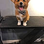 dog, corgi, puppy, bandana, indoor, bench, pet, cute, happy, tongue_out, ears_up, animal, smiling, floor, wall, black, orange, white, fur, pet_accessory