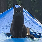 Onyx is registered to the contest to win money with this photo: black_cat, cat, animal, outdoor, blue_tarp, tree, nature, sitting, pet, wildlife, dark, eyes, silhouette, wire, shadow, daylight, feline, mysterious, background, perched