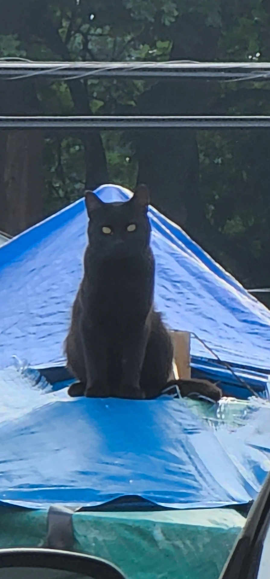 Onyx is registered to the contest to win money with this photo: black_cat, cat, animal, outdoor, blue_tarp, tree, nature, sitting, pet, wildlife, dark, eyes, silhouette, wire, shadow, daylight, feline, mysterious, background, perched